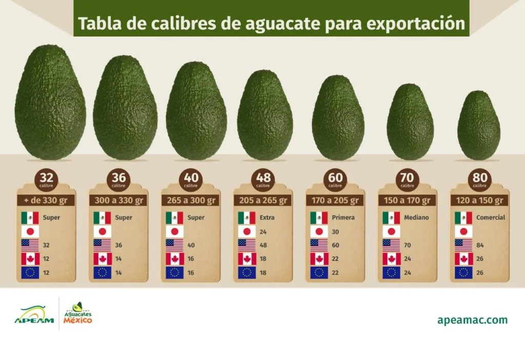 Tabla de calibres de aguacate para exportación